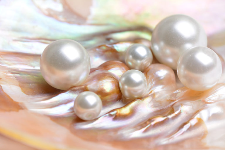 真珠Natural pearls inside the oyster shell