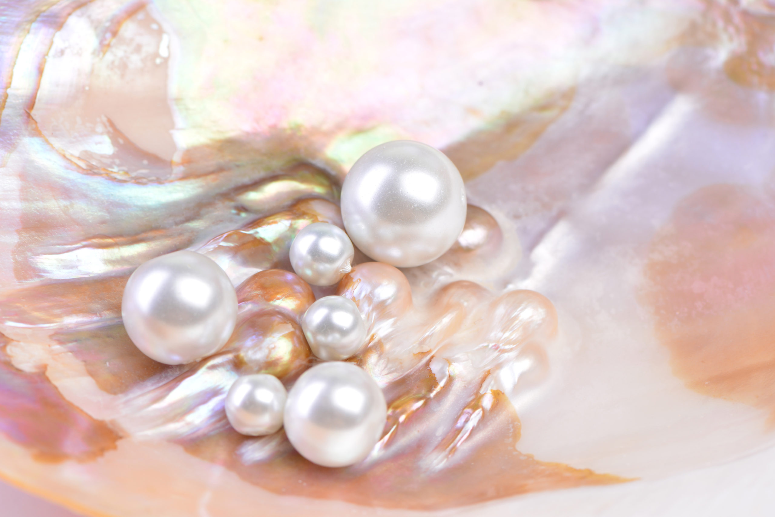 天然真珠 | L&co.（エルアンドコー）公式サイト